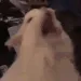 unscreamcat