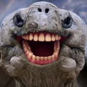 spicyturtle