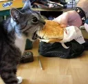 hungrycat