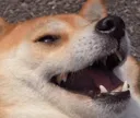 doghoho