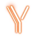 Y_