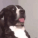 AL_dog_wait_what Discord emoji