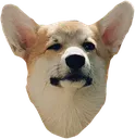dog dog