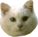 kot kot