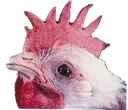SadCryChicken Discord Emoji