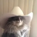 Cowboycat cowboycat Discord Emoji