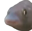 fibsh
