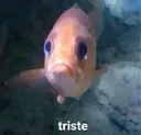 peztriste