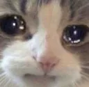 MaiC_SadCat1