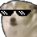coolpup