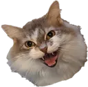 BRcat