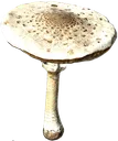 MacrolepiotaMushroom_Raw Discord Emoji
