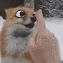 foxboop