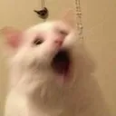 shooketh
