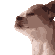 vp_dogJAM