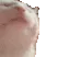 catJAM