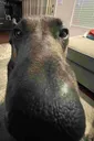 OmegaGigaSniffer123