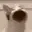 wide_mouth_cat