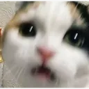 CatWhat