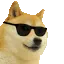 cooldoge