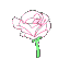 pinkrose