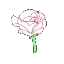 pinkrose