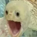 Turtlepoggers Discord Emoji