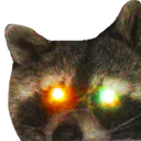 raccoonstare_patter raccoonstare_patter