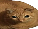 bigcat