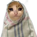 sadcate_DV sadcate_DV
