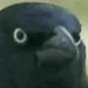 Crow_stare