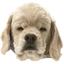 KaiGrumpy