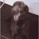 SCwhatisdogwant SCwhatisdogwant