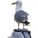 man