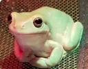 politefrog