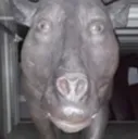 pig
