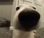 dog_sniff
