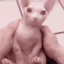 KK_bingusslowpet