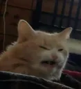 Catto2 Discord Emoji
