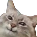 catsmug_DV