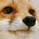 Foxo Discord Emoji