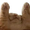 CatPraise