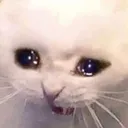 CattoSad