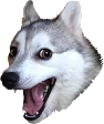 punDog Discord emoji