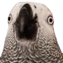 CharlieStare CharlieStare