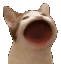 CatOpenMouth