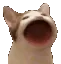 CatOpenMouth