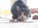 yaya
