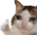 sadcat_ok