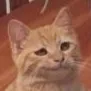 catSmug